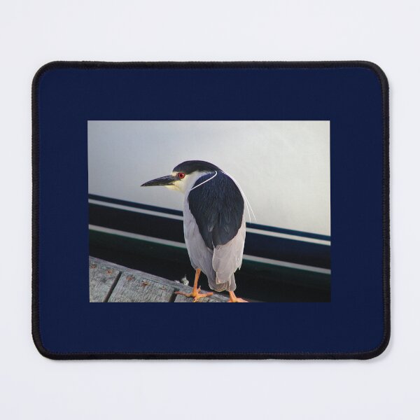 Item preview, Black Crowned Night Heron on Boat Dock designed and sold by pixelmountain.