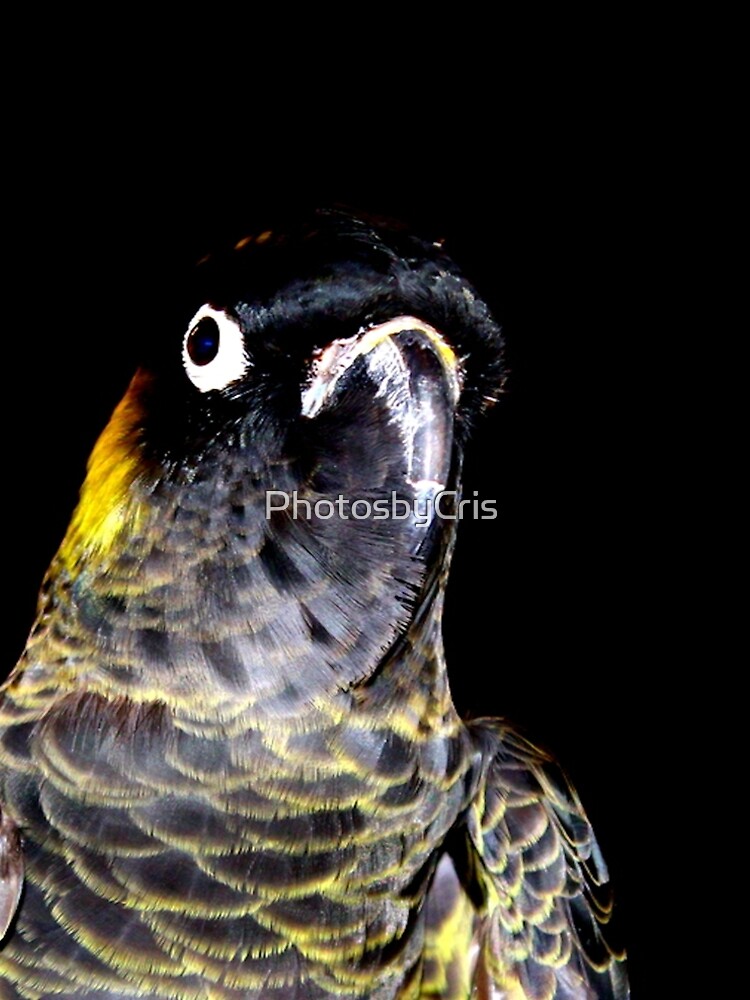 Black Cockatoo by PhotosbyCris