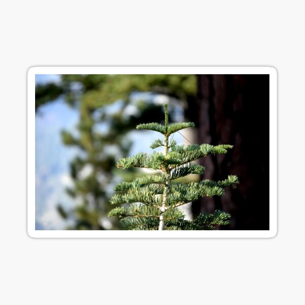 Item preview, Young Red Fir designed and sold by Chris Gudger.