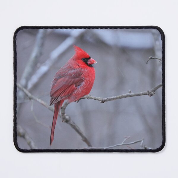 Item preview, Red Cardinal designed and sold by MelKowasic.