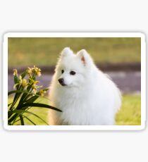 Sunlit Spitz Sticker