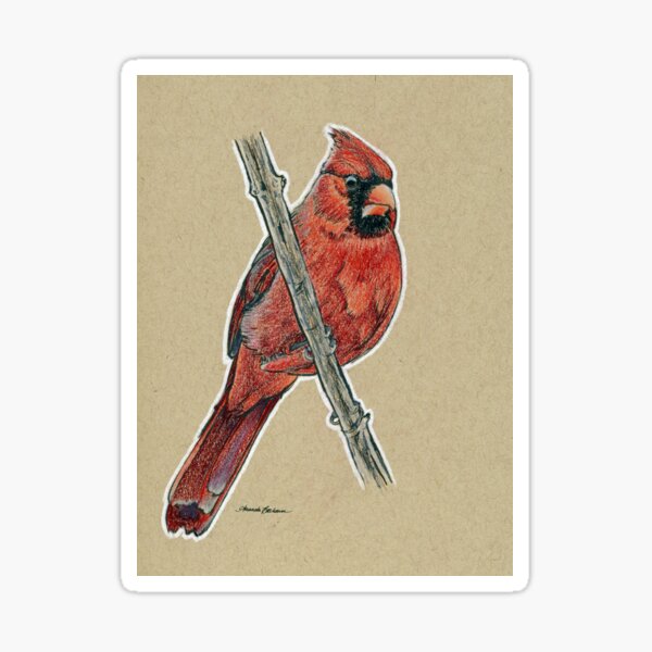 State Bird Series: Kentucky - Northern Cardinal