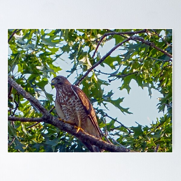 Item preview, Broadwing Hawk designed and sold by Frankie Cat Photography.
