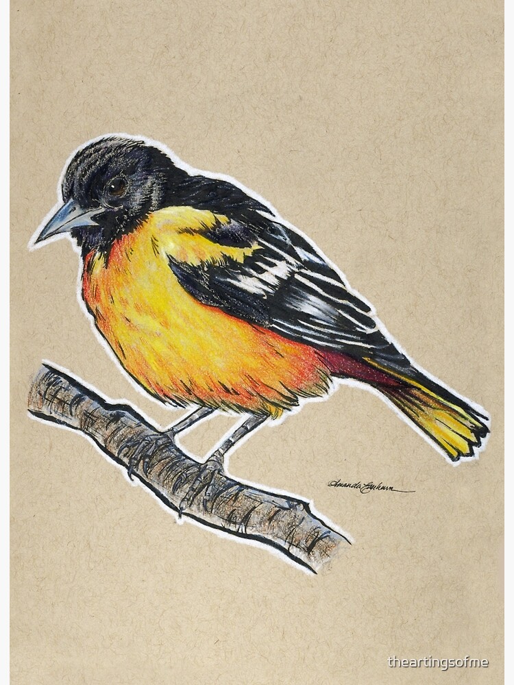 Baltimore Oriole Sketch