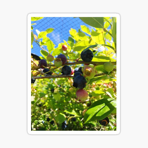 Item preview, Bunch Of Blueberries On The Blueberry Bush designed and sold by Michael McGimpsey.