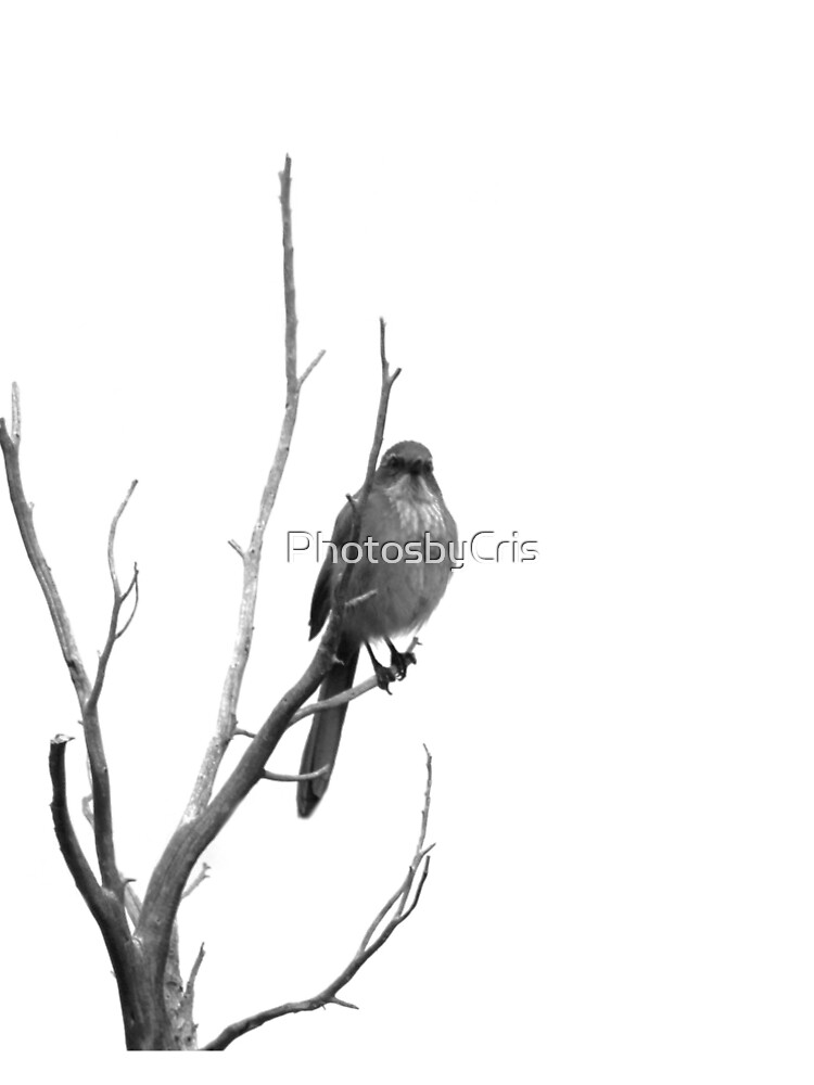 Bird by PhotosbyCris