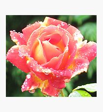 Late Blooming Bubble Rose Photographic Print