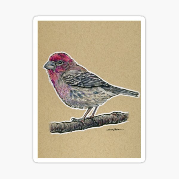 "State Bird Series: New Hampshire - Purple Finch" Sticker for Sale by