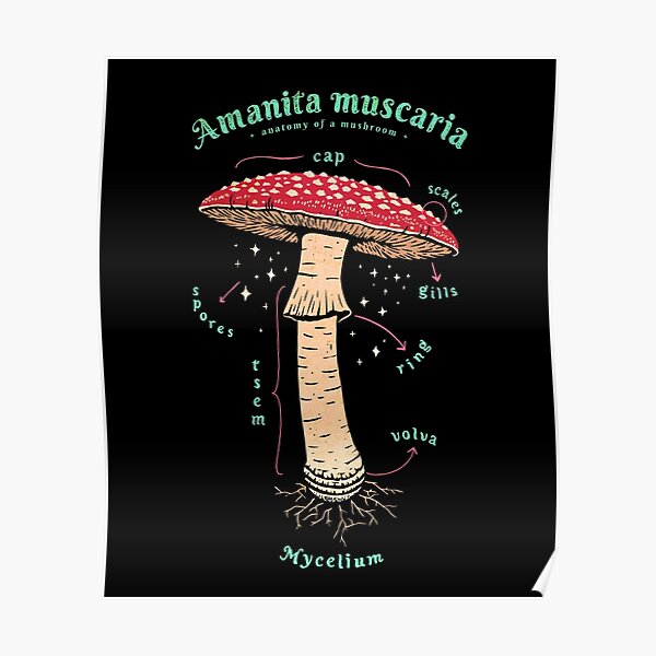 Mushroom Anatomy Nature Poster For Sale By Ibruster Redbubble 2052