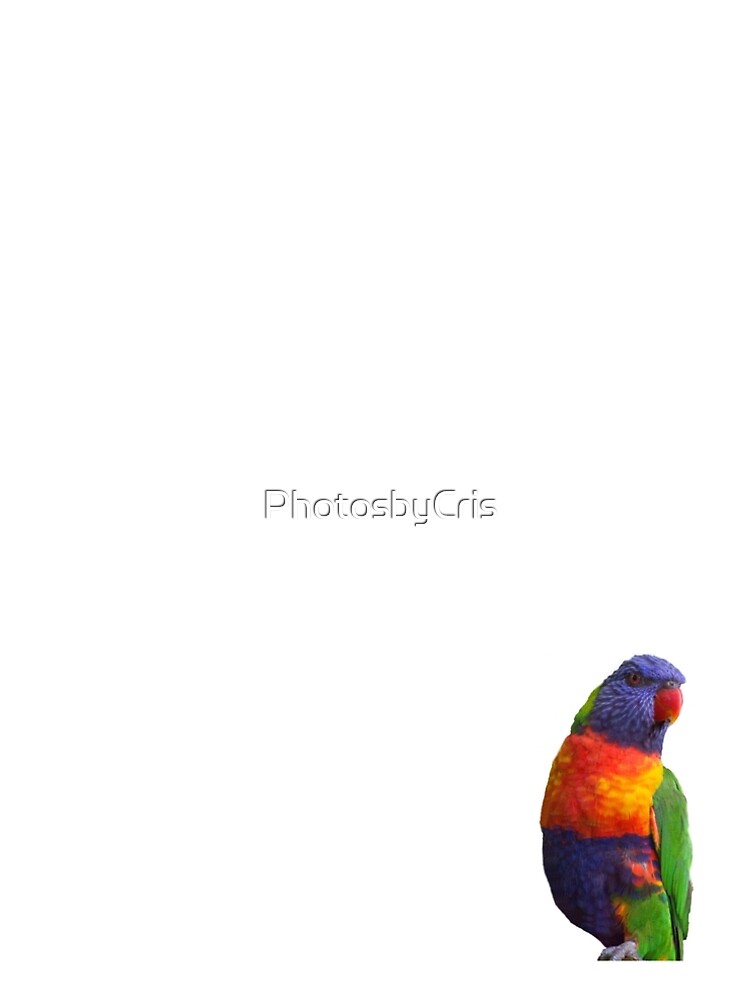 Rainbow Lorikeet by PhotosbyCris