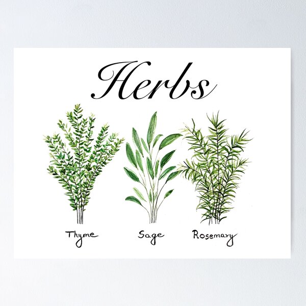 Herbs Set of 4 Watercolor Painting, Kitchen Prints, Sage Thyme