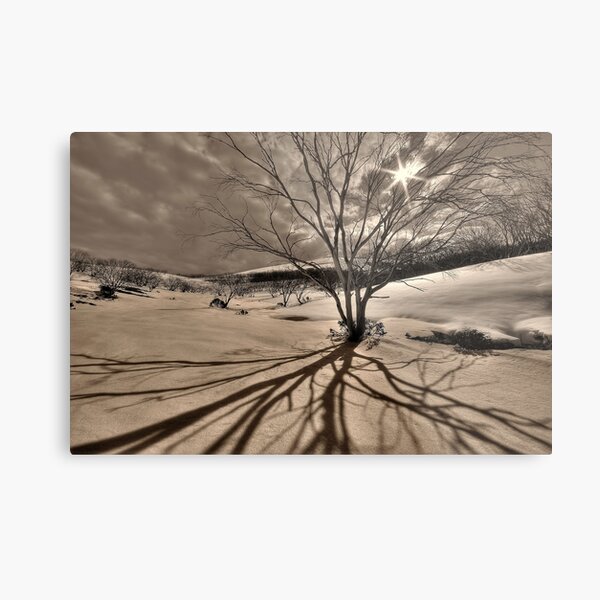 Burnt snowgums, Bogong High Plains Metal Print