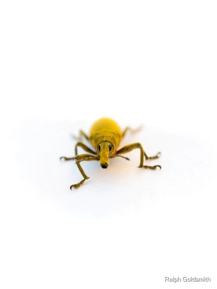 Thumbnail 4 of 4, iPhone Case, Yellow Weevil designed and sold by Ralph Goldsmith.