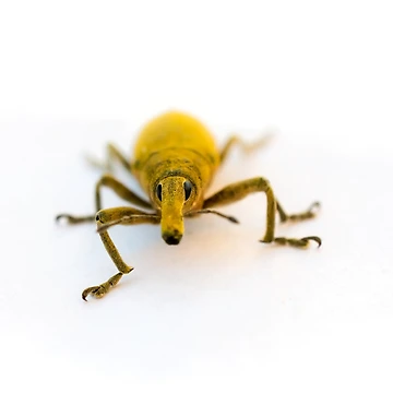 Artwork thumbnail, Yellow Weevil by Ralph Goldsmith