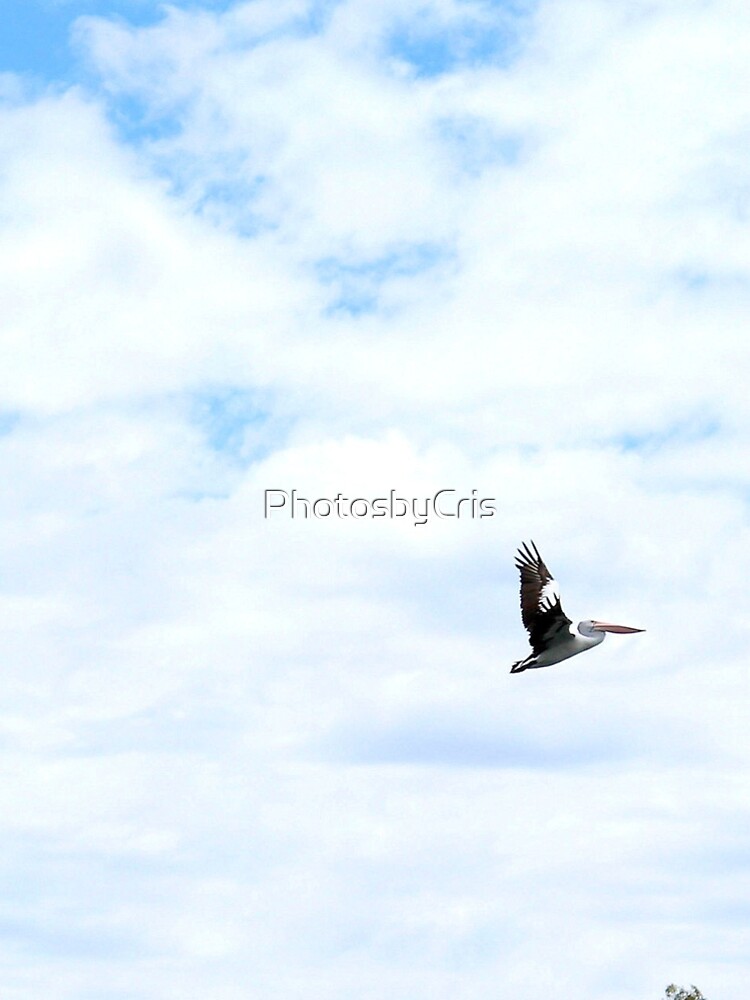 Pelican by PhotosbyCris