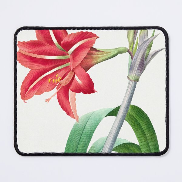 Item preview, Brazilian Amaryllis from Choix des plus belles fleurs  by Pierre-Joseph Redoute designed and sold by InHerits.