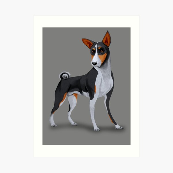 tri basenji