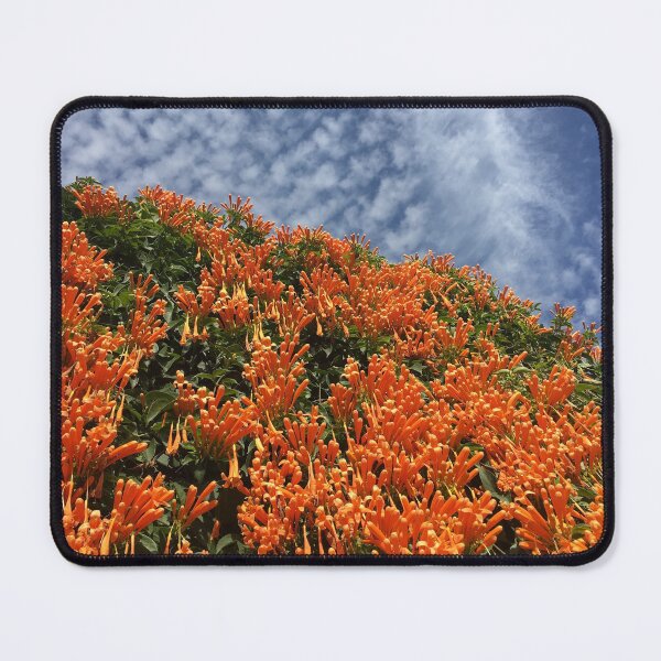 Item preview, Coral Honeysuckle & altocumulus clouds by Iritof designed and sold by iritof.