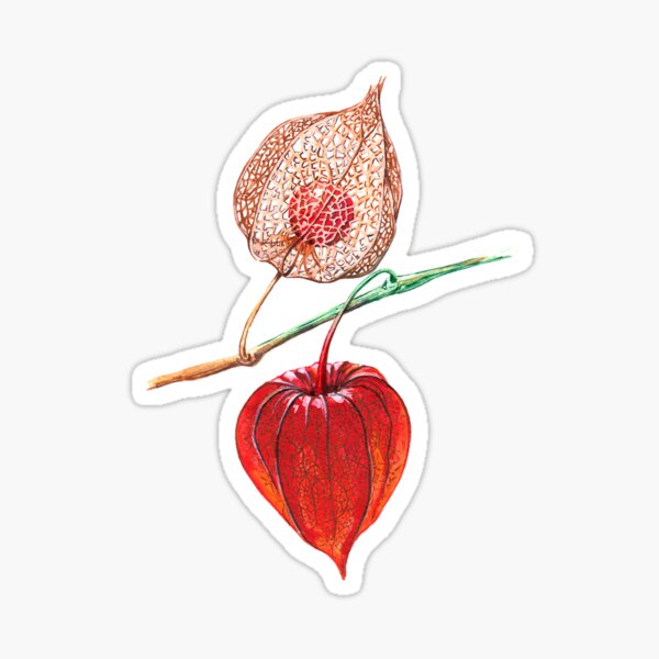 Artikel-Vorschau von Aquarell Physalis, designt und verkauft von TaniaBelArt.