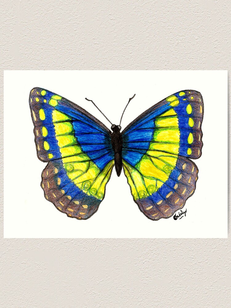 "blue and yellow butterfly drawing" Art Print for Sale by