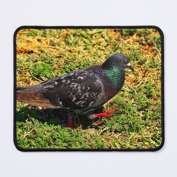 Item preview, Rock Pigeon designed and sold by Kay Brewer.