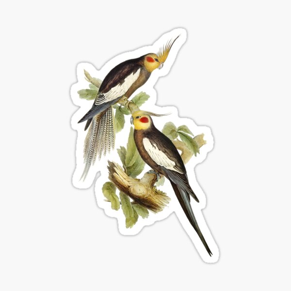 Pet bird Cockatiel Parakeet Parrot Sticker