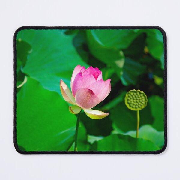 Item preview, Nelumbo Nucifera Lotus Flower designed and sold by MacAndMoose.