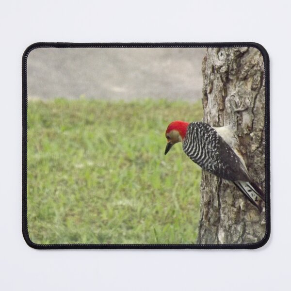 Item preview, Red Bellied Woodpecker designed and sold by Millerstef.