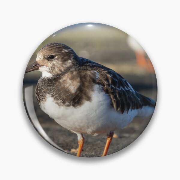 Wild Ruddy Duck Pins and Buttons for Sale