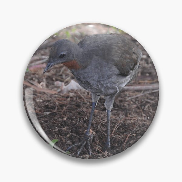 Item preview, Brush Turkey, Katoomba, Australia 2021 designed and sold by muz2142.