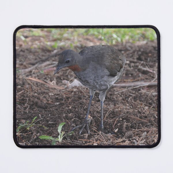 Item preview, Brush Turkey, Katoomba, Australia 2021 designed and sold by muz2142.