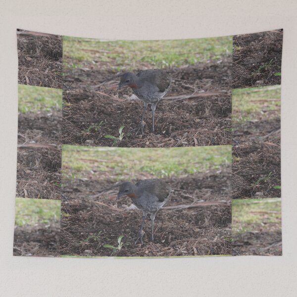 Item preview, Brush Turkey, Katoomba, Australia 2021 designed and sold by muz2142.