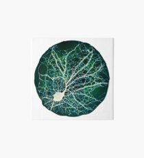 Dendritic tree and spines of an hippocampal neuron - Nebula Art Board Print