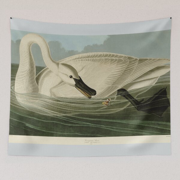 Item preview, Trumpeter swan antique litho plate Audubon designed and sold by aapshop.