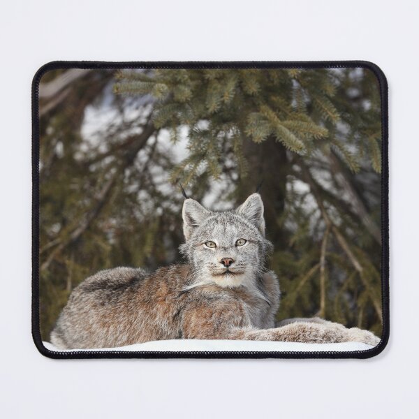 Item preview, Canada Lynx designed and sold by mlorenz.