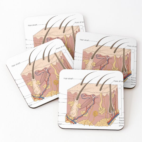 Item preview, Skin Anatomy designed and sold by TIBOM.