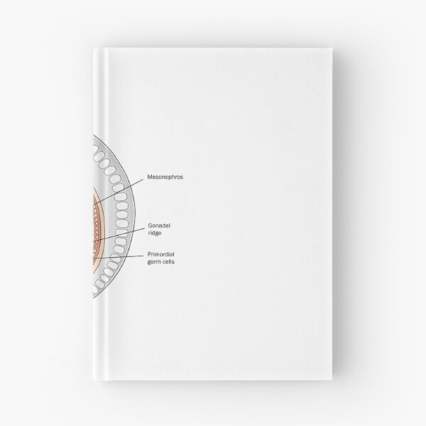 Item preview, Embryo designed and sold by TIBOM.