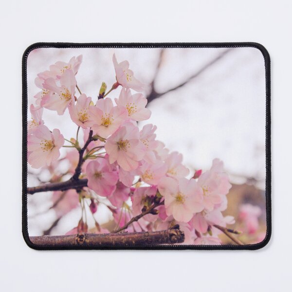 Item preview, Cherry Blossoms designed and sold by Jennifer Rose Clement.