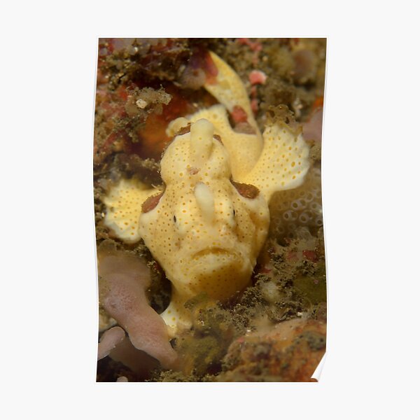 Painted Angler - Antennarius pictus Poster