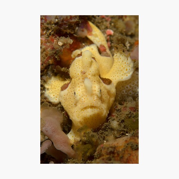 Painted Angler - Antennarius pictus Photographic Print