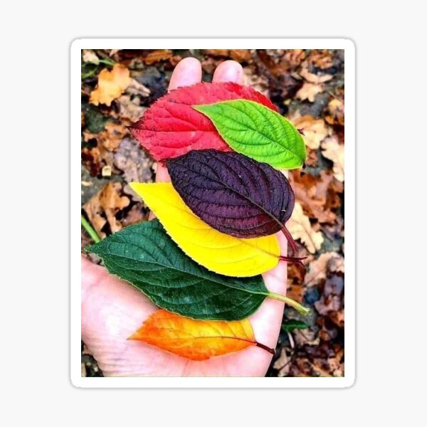 beautiful leaves Sticker