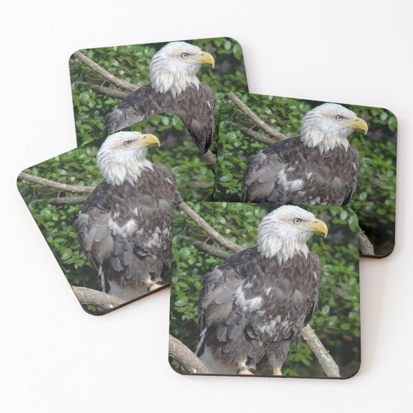 Item preview, American Bald Eagle Bird on Branch designed and sold by DoveyCreates.