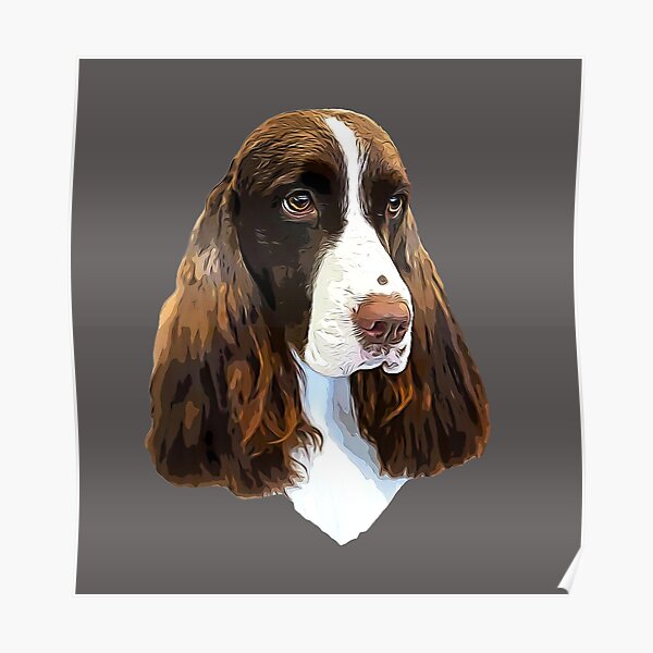 Black and White Springer Spaniel Picture Placemats in Gift Box AD-SS4P 