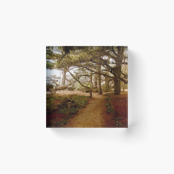 Item preview, Old Cypress Trail, Point Lobos State Park designed and sold by Barbara  Brown.