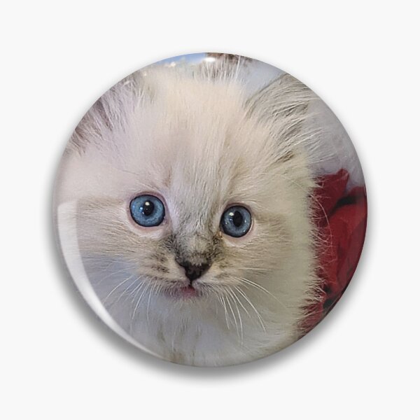 Item preview, Lynx ragdoll kitten designed and sold by Fluffycat2020.