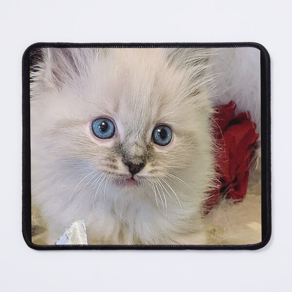 Item preview, Lynx ragdoll kitten designed and sold by Fluffycat2020.