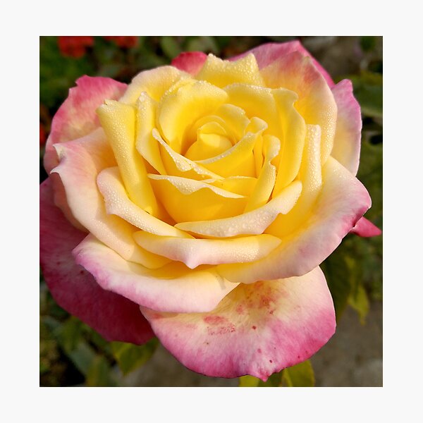 Aperçu de l'œuvre Conception de fleur rose colorée créée et vendue par Shikshart.