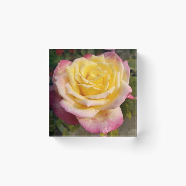 Item preview, Colorful rose flower design designed and sold by Shikshart.