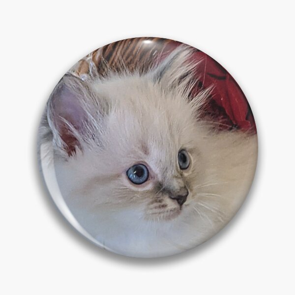 Item preview, Lynx ragdoll kitten designed and sold by Fluffycat2020.