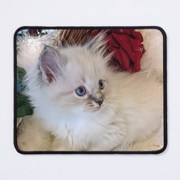 Item preview, Lynx ragdoll kitten designed and sold by Fluffycat2020.